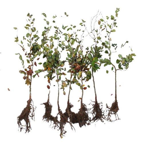 Bøk barrot hekkplante